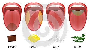 Taste areas tongue sweet sour salty bitter