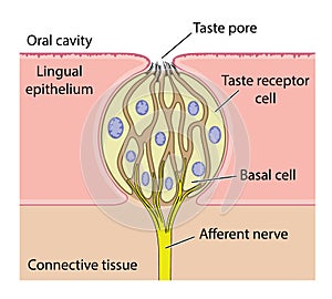 Taste bud anatomy photo