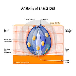 Taste bud. Mature and Immature taste Receptor, Support and Basal Cells, Epithelium Of tongue photo