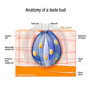 Taste bud. Mature and Immature taste Receptor, Support and Basal Cells, Epithelium Of tongue