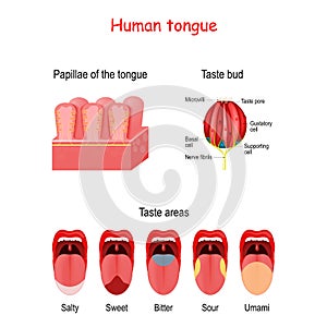 Taste bud and the papillae of the tongue. basic taste areas: sweet, salty, sour, bitter and umami