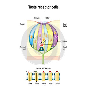 Taste bud with receptor cells. Types of Taste receptors. Cell membrane and ion channels for sour, salty, sweet, umami photo