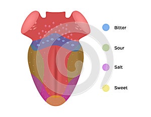 Taste map of the tongue with its four taste areas - bitter, sour, sweet and salty. Tonge anatomy .