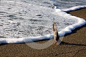 A piece of beach. Taste of sea. photo