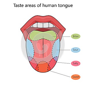 Taste zones of the human tongue diagram science