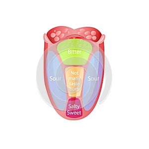 Taste zones on tongue. Green bitter sensation receptor with blue sour red sweet and salty flavor.