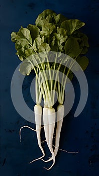 A tasteful presentation of long white radishes in indoor studio photo