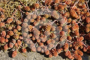 Tasteless stonecrop Sedum sexangulare  plant