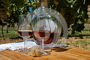 Tasting of Cognac strong alcohol drink in Cognac region, Charente with ripe ready to harvest ugni blanc grape on background uses