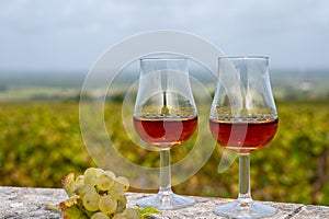 Tasting of Cognac strong alcohol drink in Cognac region, Charente with ripe ready to harvest ugni blanc grape on background uses