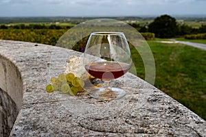 Tasting of Cognac strong alcohol drink in Cognac region, Charente with ripe ready to harvest ugni blanc grape on background uses