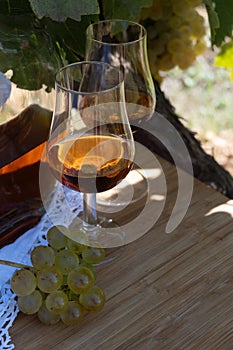 Tasting of Cognac strong alcohol drink in Cognac region, Charente with ripe ready to harvest ugni blanc grape on background uses