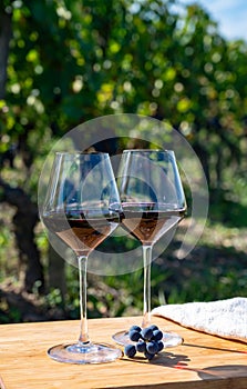 Tasting of Cognac strong alcohol drink in Cognac region, Charente with rows of ripe ready to harvest ugni blanc grape on