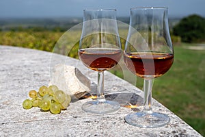 Tasting of Cognac strong alcohol drink in Cognac region, Charente with rows of ripe ready to harvest ugni blanc grape on