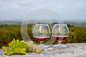 Tasting of Cognac strong alcohol drink in Cognac region, Charente with rows of ripe ready to harvest ugni blanc grape on