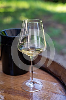 Tasting of dry burgundy white wine made from chardonnay grapes, wine tourisme to Burgundy Cote de Beaune wine region, France