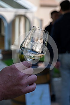 Tasting of dry burgundy white wine made from chardonnay grapes, wine tourisme to Burgundy Cote de Beaune wine region, France