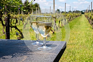 Tasting of Dutch white wine served outdoor on green meadow with vineyard, wine production in Netherlands