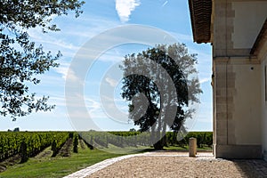 Tasting red Bordeaux wine, Merlot or Cabernet Sauvignon red wine grapes on cru class vineyards in Pomerol, Saint-Emilion wine