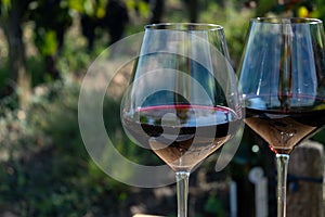 Tasting red Bordeaux wine, Merlot or Cabernet Sauvignon red wine grapes on cru class vineyards in Pomerol, Saint-Emilion wine