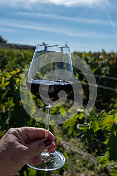 Tasting red Bordeaux wine, Merlot or Cabernet Sauvignon red wine grapes on cru class vineyards in Pomerol, Saint-Emilion wine