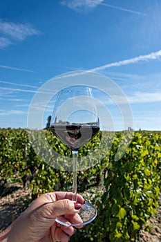 Tasting red Bordeaux wine, Merlot or Cabernet Sauvignon red wine grapes on cru class vineyards in Pomerol, Saint-Emilion wine