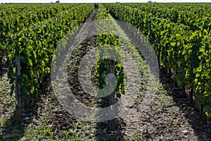 Tasting red Bordeaux wine, Merlot or Cabernet Sauvignon red wine grapes on cru class vineyards in Pomerol, Saint-Emilion wine