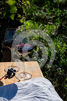Tasting red Bordeaux wine, Merlot or Cabernet Sauvignon red wine grapes on cru class vineyards in Pomerol, Saint-Emilion wine
