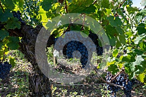 Tasting red Bordeaux wine, Merlot or Cabernet Sauvignon red wine grapes on cru class vineyards in Pomerol, Saint-Emilion wine