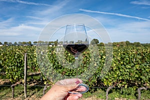 Tasting red Bordeaux wine, Merlot or Cabernet Sauvignon red wine grapes on cru class vineyards in Pomerol, Saint-Emilion wine