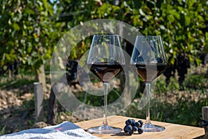 Tasting red Bordeaux wine, Merlot or Cabernet Sauvignon red wine grapes on cru class vineyards in Pomerol, Saint-Emilion wine