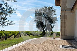 Tasting red Bordeaux wine, Merlot or Cabernet Sauvignon red wine grapes on cru class vineyards in Pomerol, Saint-Emilion wine