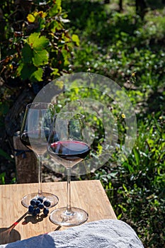 Tasting red Bordeaux wine, Merlot or Cabernet Sauvignon red wine grapes on cru class vineyards in Pomerol, Saint-Emilion wine