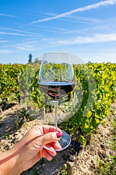 Tasting red Bordeaux wine, Merlot or Cabernet Sauvignon red wine grapes on cru class vineyards in Pomerol, Saint-Emilion wine