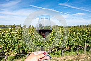 Tasting red Bordeaux wine, Merlot or Cabernet Sauvignon red wine grapes on cru class vineyards in Pomerol, Saint-Emilion wine