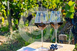 Tasting red Bordeaux wine, Merlot or Cabernet Sauvignon red wine grapes on cru class vineyards in Pomerol, Saint-Emilion wine