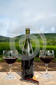 Tasting of red dry pinot noir wine in glass on premier and grand cru vineyards in Burgundy wine making region near Vosne-RomanÃ©e