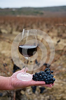 Tasting of rioja wine, ripe and dry bunches of red tempranillo grapes after harvest, vineyards of La Rioja wine region in Spain, photo