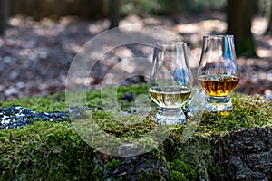 Tasting of scotch single malt whisky from Islay island, most intensely flavoured of all whiskies in Scotland