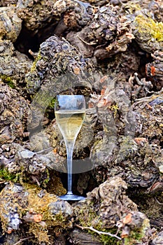Tasting of sparkling white wine with bubbles champagne on summer festival route of champagne in Cote des Bar, Champagne region,