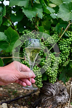 Tasting of sparkling white wine with bubbles champagne on summer festival route of champagne on green vineyards in Cote des Bar,
