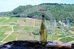 Tasting of white or jaune Jura wine on vineyards near Chateau-Chalon village in Jura region, France