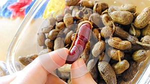 Tasty boiled peanuts in the shell.