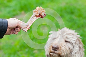 Tasty bone & Dog waiting for his lunch