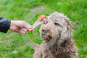 Tasty bone & Dog waiting for his lunch