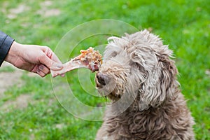 Tasty bone & Dog waiting for his lunch