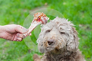 Tasty bone & Dog waiting for his lunch