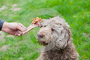 Tasty bone & Dog waiting for his lunch