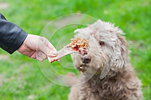 Tasty bone & Dog waiting for his lunch