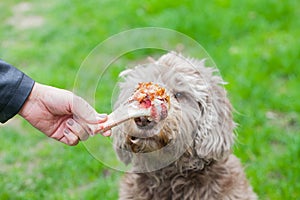 Tasty bone & Dog waiting for his lunch